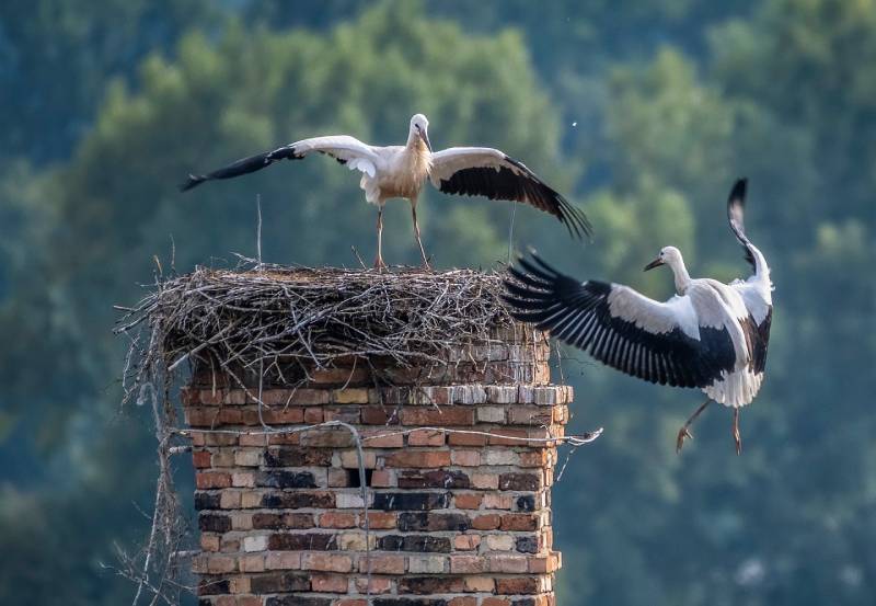 Professional Chimney Animal Removal Services in Hanson, Massachusetts