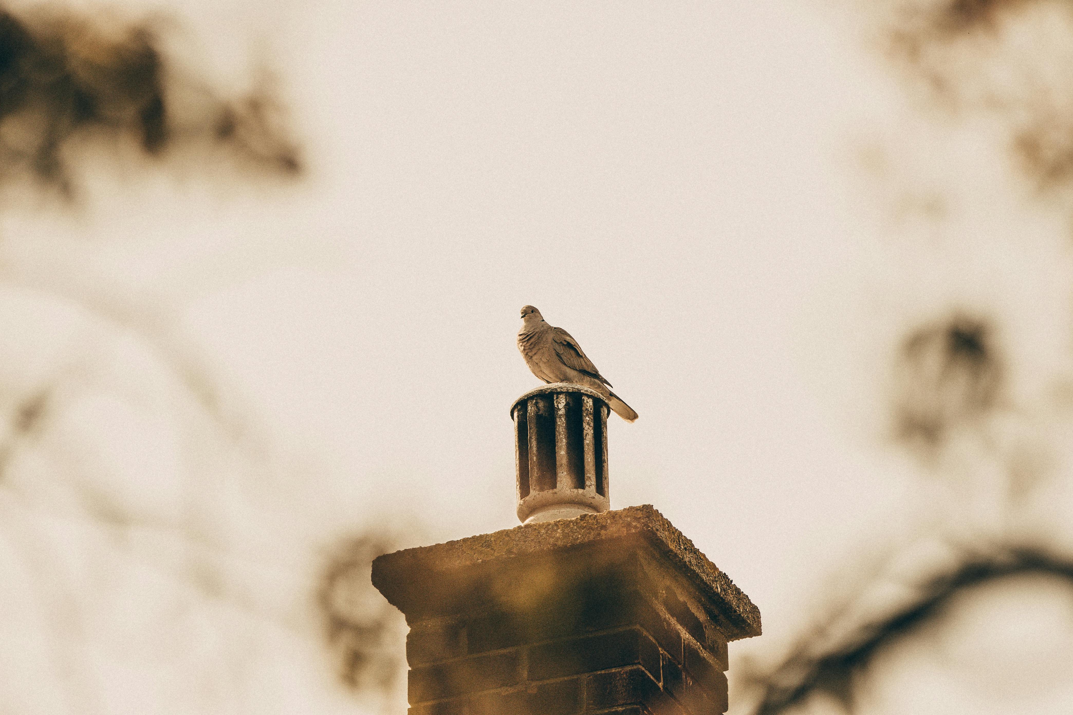 Quality Chimney Caps and Dampers Installation in Hanson, MA Professional Chimney Cap and Damper In Hanson Massachusetts